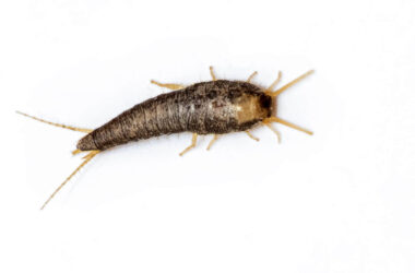 Silverfish life cycle and lifespan