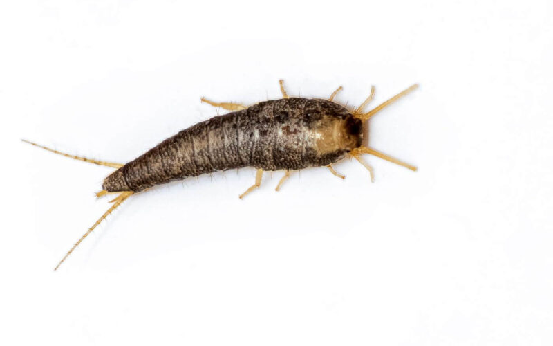 Silverfish life cycle and lifespan