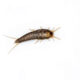 Silverfish life cycle and lifespan