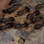 Termites