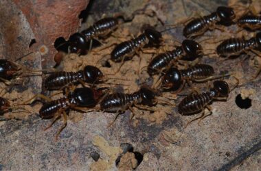 Termites
