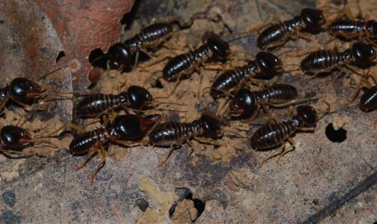 Termites