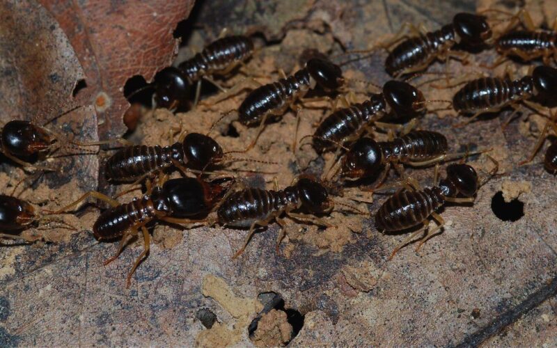 Termites