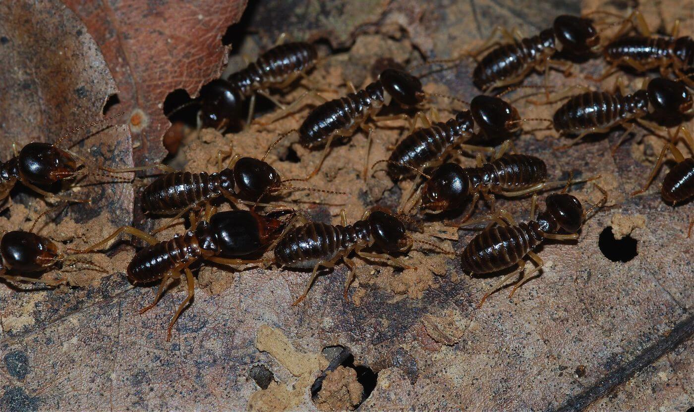 Termites