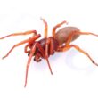 Woodlouse spider