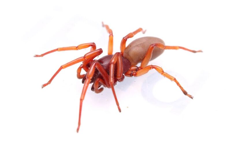Woodlouse spider
