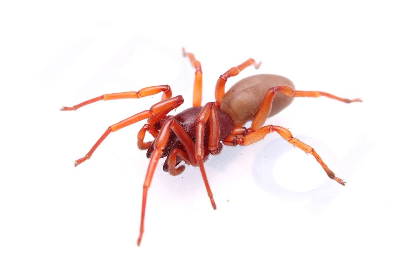 Woodlouse spider