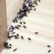 Does Diatomaceous Earth Kill Ants - An Expert Guide