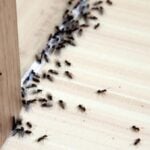 Does Diatomaceous Earth Kill Ants - An Expert Guide