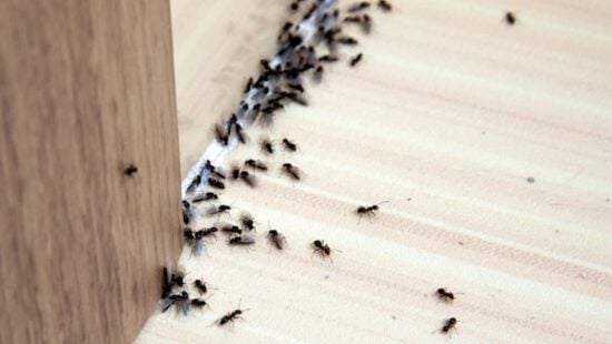 Does Diatomaceous Earth Kill Ants - An Expert Guide