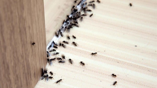 Does Diatomaceous Earth Kill Ants - An Expert Guide