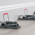 Showing where to place mouse traps for best results