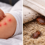 Why Do Bed Bugs Bite at Night and Not During the Day?