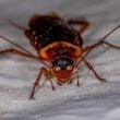 7 Bugs That Look Like Cockroaches (But Aren’t Roaches)