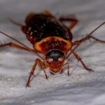 7 Bugs That Look Like Cockroaches (But Aren’t Roaches)