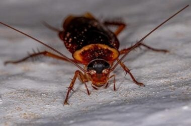7 Bugs That Look Like Cockroaches (But Aren’t Roaches)