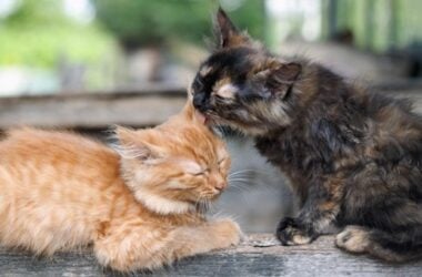 Cats Groom Each Other