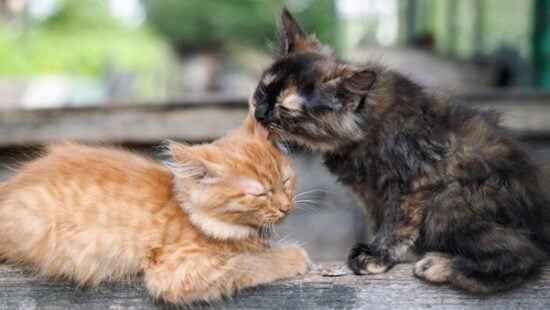 Cats Groom Each Other