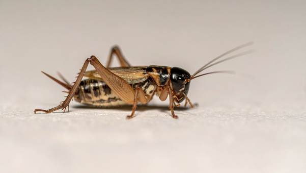 image 2 7 Bugs That Look Like Cockroaches (But Definitely Aren't)