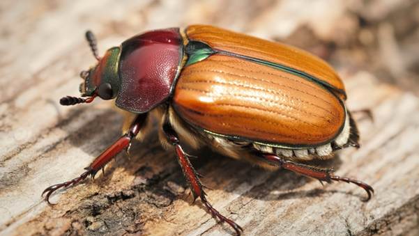 image 3 7 Bugs That Look Like Cockroaches (But Definitely Aren't)