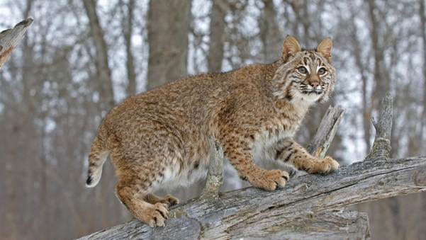 Do Coyotes Eat Bobcats? The Truth About Predator Battles 4 image 4 Do Coyotes Eat Bobcats? The Truth About Predator Battles