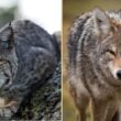 do coyotes eat bobcats