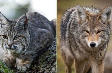 do coyotes eat bobcats