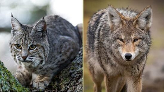 do coyotes eat bobcats