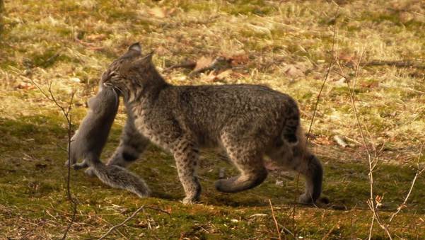 Do Coyotes Eat Bobcats? The Truth About Predator Battles 3 image 5 Do Coyotes Eat Bobcats? The Truth About Predator Battles