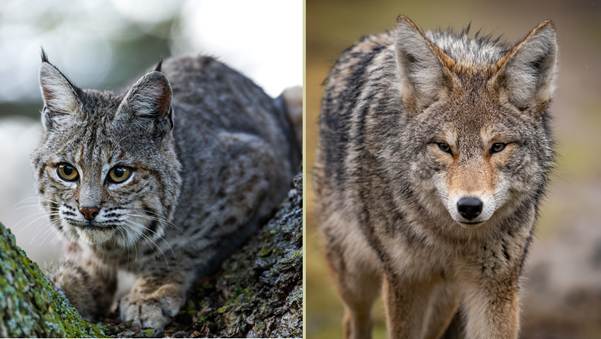 do coyotes eat bobcats