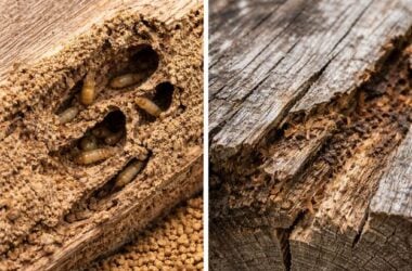 Termites or Old Wood Damage