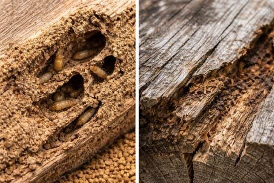 Termites or Old Wood Damage