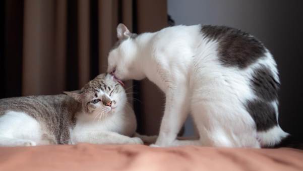 Why Do Cats Groom Each Other - Feline Social Behavior 2 image 7 Why Do Cats Groom Each Other - Feline Social Behavior