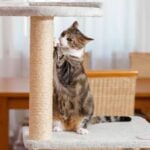 image 8 Best Cat Towers For Large Cats - Reviews & Top Picks