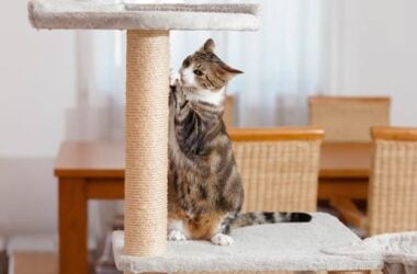 image 8 Best Cat Towers For Large Cats - Reviews & Top Picks