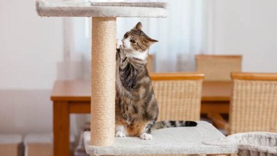 image 8 Best Cat Towers For Large Cats - Reviews & Top Picks