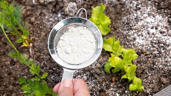 image 8 Does Diatomaceous Earth Kill Ants - An Expert Guide