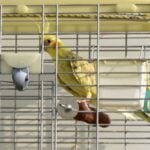 Best Cockatiel Cages