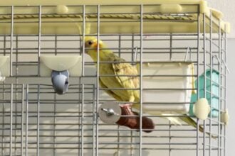 Best Cockatiel Cages