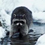 Do Raccoons Hibernate in the Winter