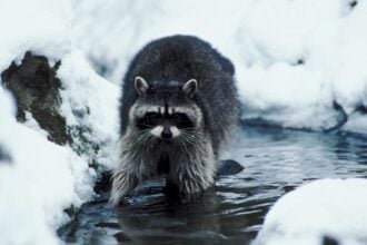 Do Raccoons Hibernate in the Winter