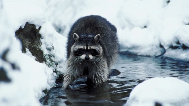 Do Raccoons Hibernate in the Winter