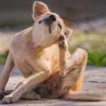 How to Get Rid of Fleas on Dogs