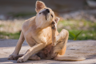 How to Get Rid of Fleas on Dogs