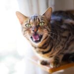 Why Is My Cat Meowing So Much?