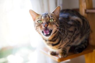 Why Is My Cat Meowing So Much?