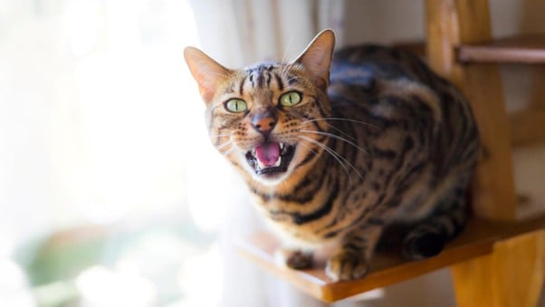 Why Is My Cat Meowing So Much?