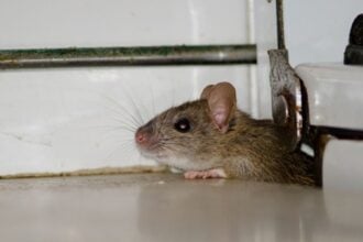 What Smell Do Rats Hate - Proven Odors That Repel Rats