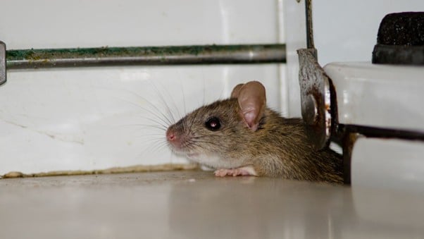 What Smell Do Rats Hate - Proven Odors That Repel Rats