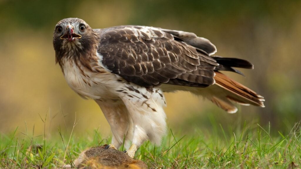 Most Dangerous Birds In North America